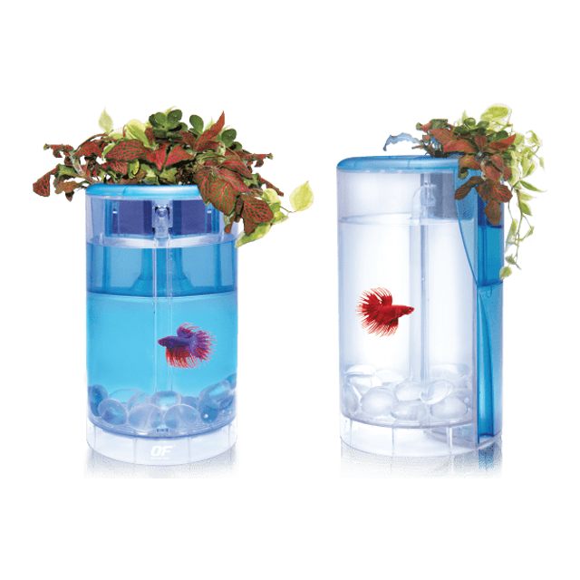 OF Betta Flora-Blue AT620C