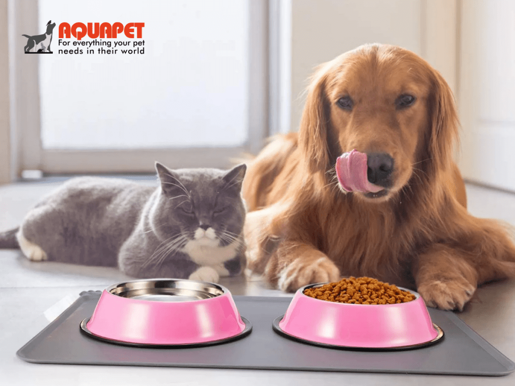 Aquapet blog post featuring top 10 essential dog accessories for Nairobi pet owners, including collars, leashes, harnesses, toys, and grooming tools