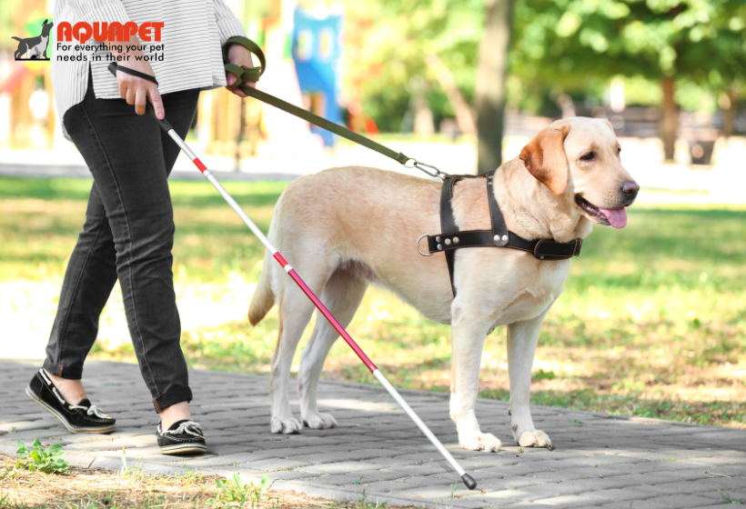 Ultimate summer shopping guide for dog supplies and accessories