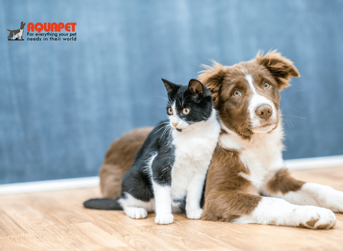 ' Mental Health How Animals Reduce Stress & Depression