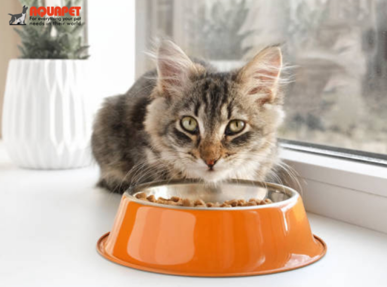 5 Must-Have Pet Accessories Every Kenyan Pet Owner Should Buy