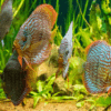 Aquarium Fish in Kenya