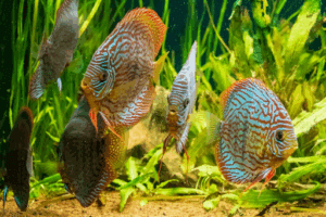 Aquarium Fish in Kenya