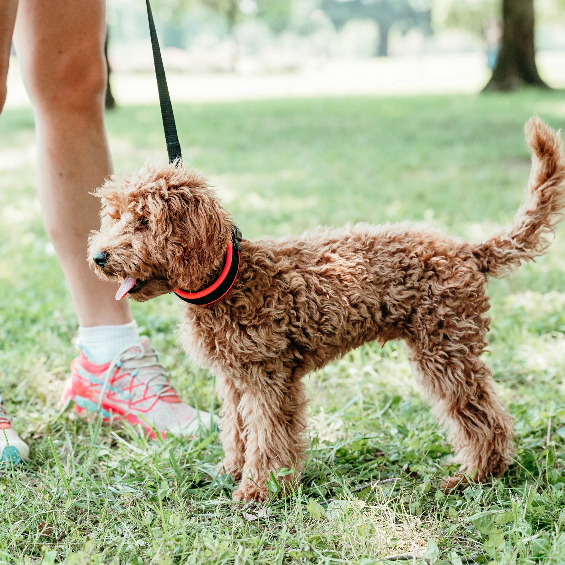 Ferp Ergofluo Collar C15/33