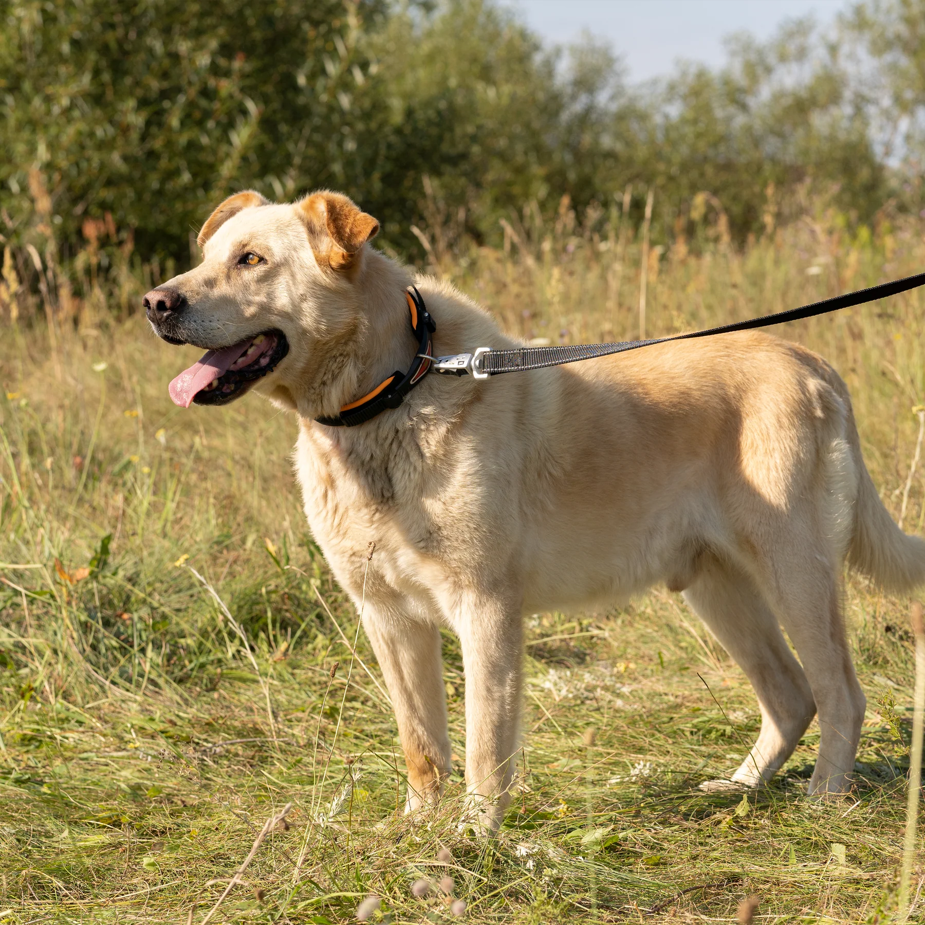 Ferp Ergofluo C25/60 Collar