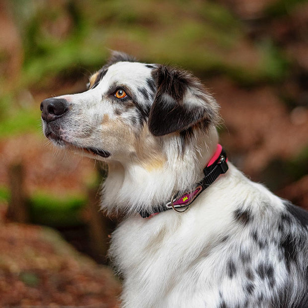 Ferp Ergofluo Collar 15/42