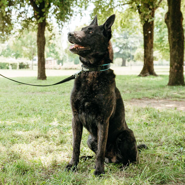 Ferp Ergofluo Collar C25/51