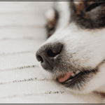 Top 10 Best Dog Food for Skin Allergies