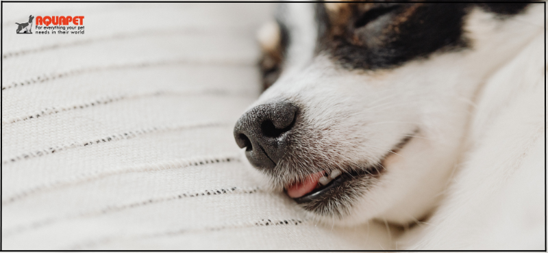 Top 10 Best Dog Food for Skin Allergies