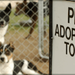 Pet Adoption in Kenya