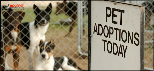 Pet Adoption in Kenya