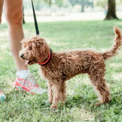 Alternative view of Ferp Ergofluo Collar C15/33