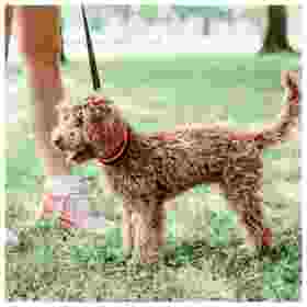 Alternative view of Ferp Ergofluo Collar C15/33