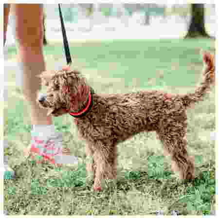 Alternative view of Ferp Ergofluo Collar C15/33