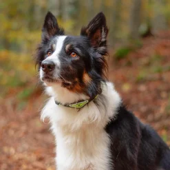 Alternative view of Ferp Ergofluo C15/42 Collar