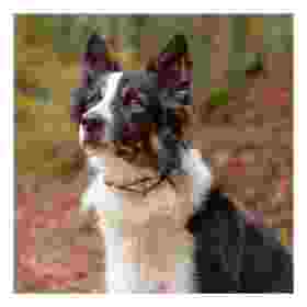 Alternative view of Ferp Ergofluo C15/42 Collar