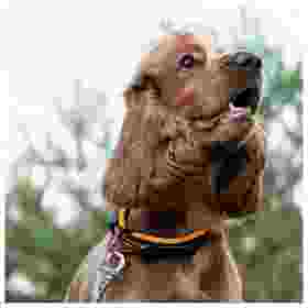 Alternative view of Ferp Ergofluo Collar 15/42