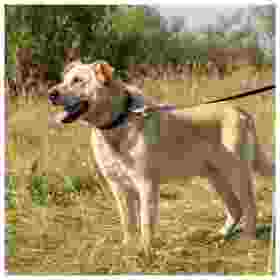 Alternative view of Ferp Ergofluo C25/60 Collar