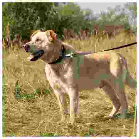 Alternative view of Ferp Ergofluo C25/60 Collar