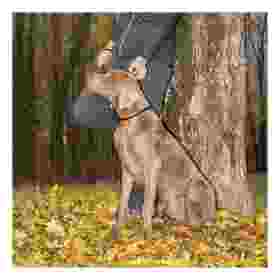 Alternative view of Ferp Ergofluo C15/42 Collar