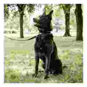 Alternative view of Ferp Ergofluo Collar 25/51