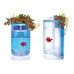 Alternative view of OF Betta Flora-Blue AT620C