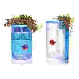 Alternative view of OF Betta Flora-Blue AT620C