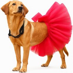 Chik Red Skirt#Gyp7B026 A